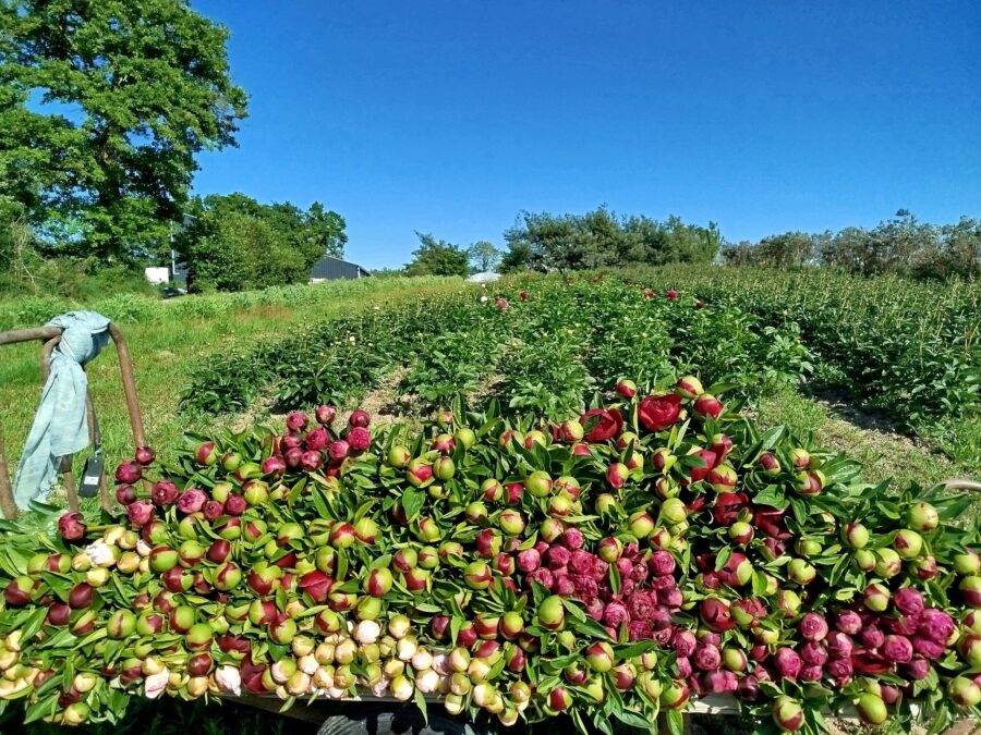 Laetdyfleurette aux Halles de La Roche-sur-Yon