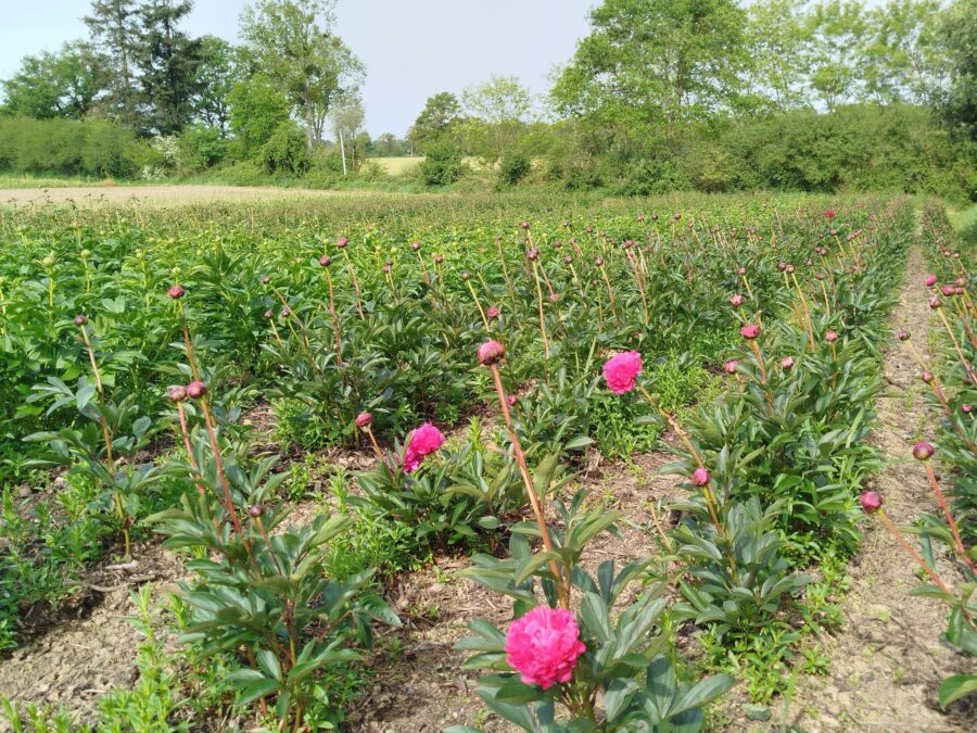 Laetdyfleurette aux Halles de La Roche-sur-Yon