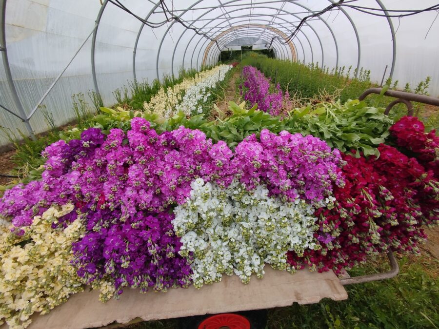 Laetdyfleurette aux Halles de La Roche-sur-Yon